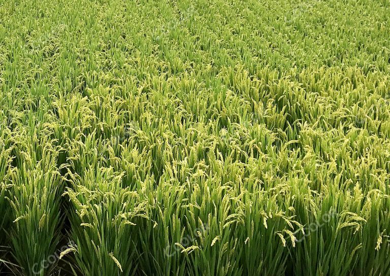 农地 水稻 食品安全 转基因