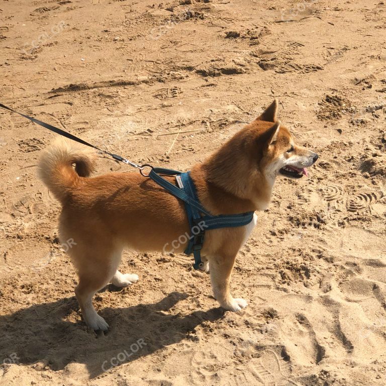 沙滩上的柴犬
