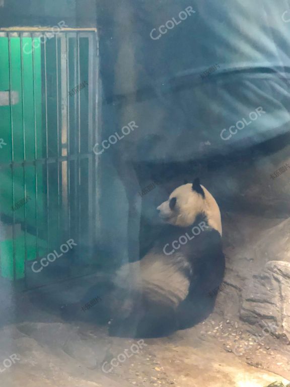 北京动物园的熊猫
