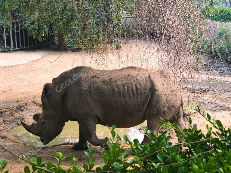 北京动物园的大犀牛