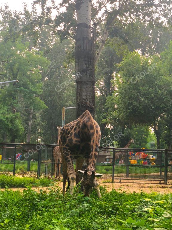 北京动物园的长颈鹿