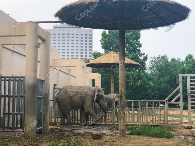 北京动物园的大象
