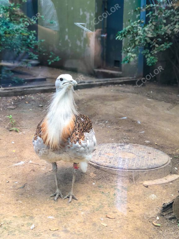 北京动物园的孔雀