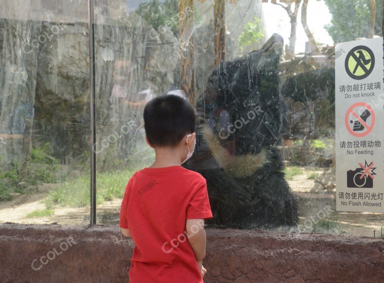 场景类：疫情防控期，北京动物园内戴口罩的儿童与亚洲黑熊