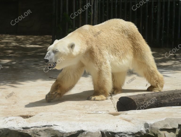 动物类：北京动物园的北极熊