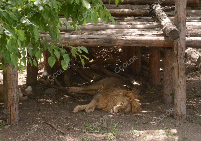 动物类：北京动物园狮虎山，午休的非洲狮和云豹