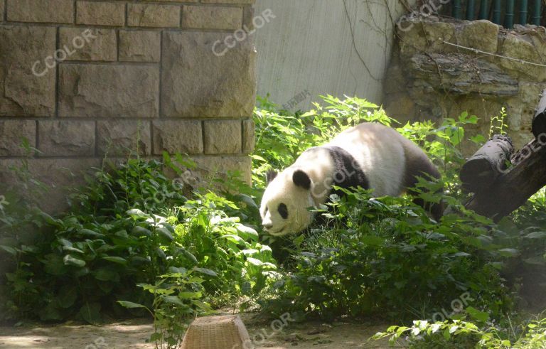 动物类：北京动物园的大熊猫