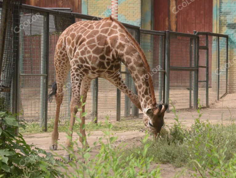 动物类：北京动物园的长颈鹿
