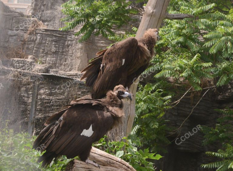动物园：北京动物园的秃鹫，食腐动物