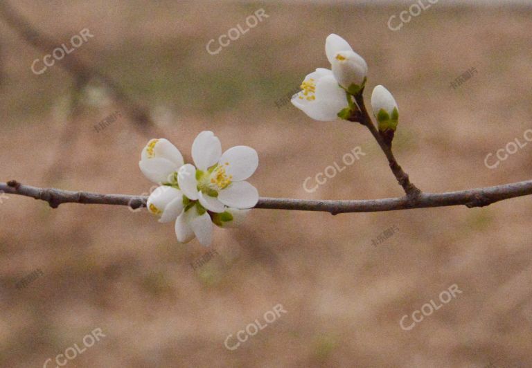 植物类：北京早春，北京植物园的山桃花