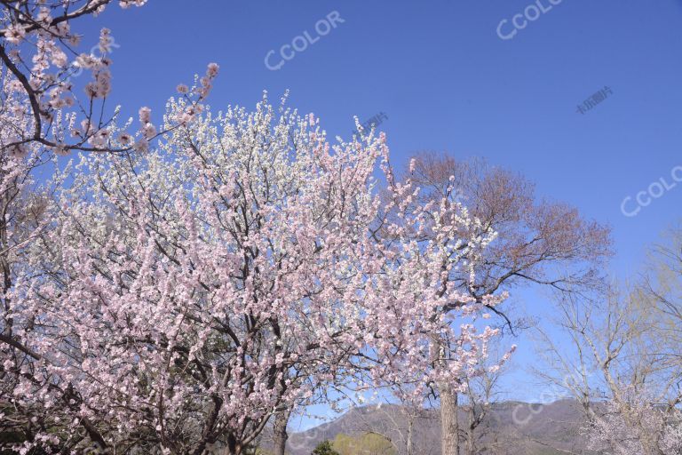 风光类：北京植物园春景，月季园内的山桃花