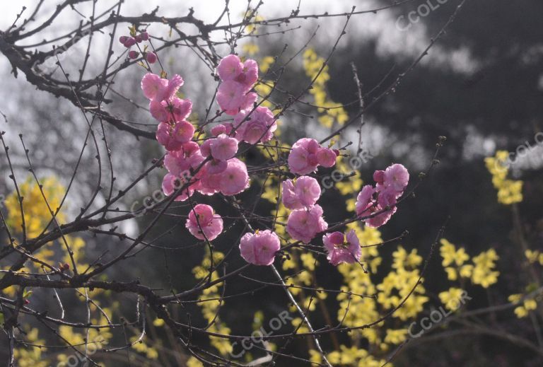 风光类：北京植物园第23届桃花节，碧桃园的桃花和连翘花