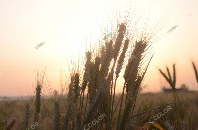 植物类：芒种时节，朝阳中即将成熟的小麦