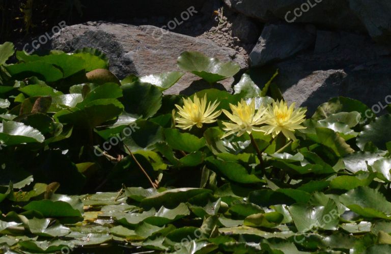 植物类：黄色睡莲花
