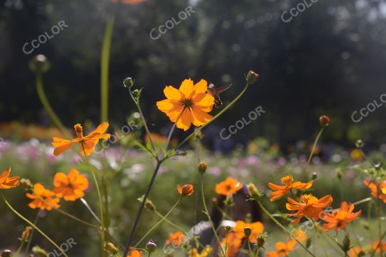 国庆专题：奥森公园的菊花