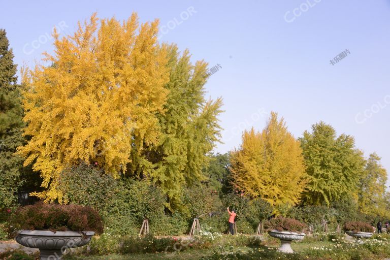 风光类：北京植物园和平月季园秋季风光