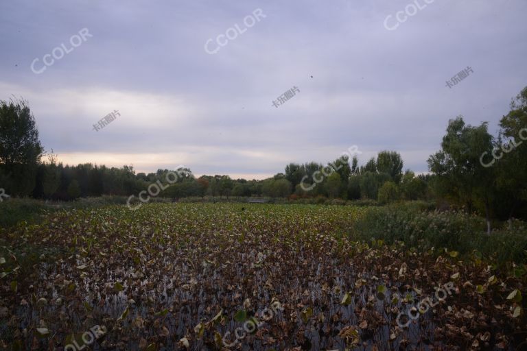 风光类：奥森公园湿地的深秋景观