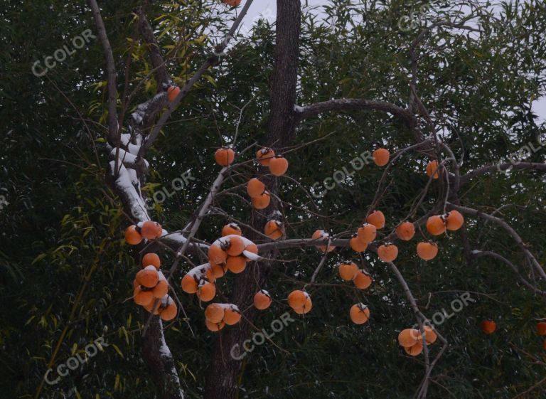 风光类：北京初雪，景山公园的柿子树