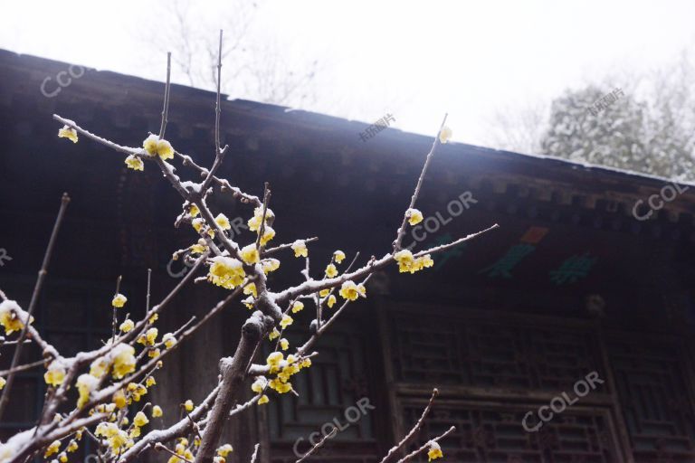 风光类：颐和园的冬季，乐农轩蜡梅