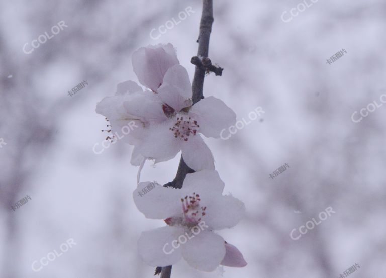 植物类：雪中的山桃花，倒春寒
