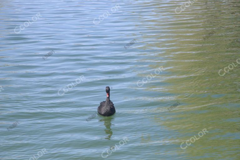 动物类：颐和园的黑天鹅