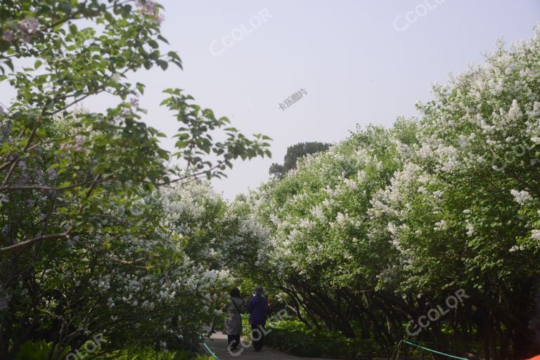 风光类：天坛公园的丁香花树