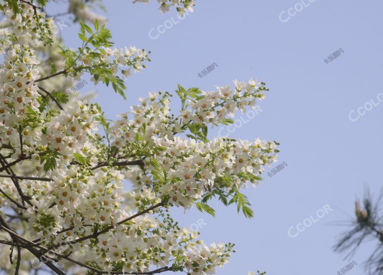 植物类：中国特有树种文冠果树