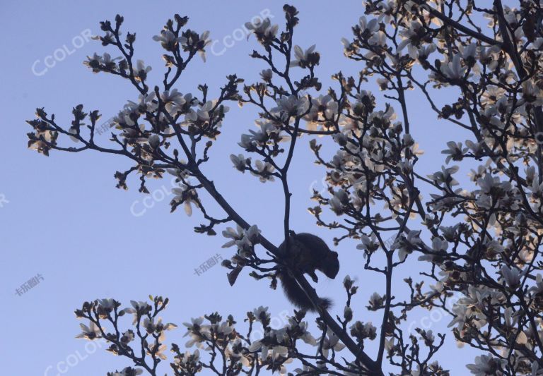 生态环境类：玉兰花树上的松鼠