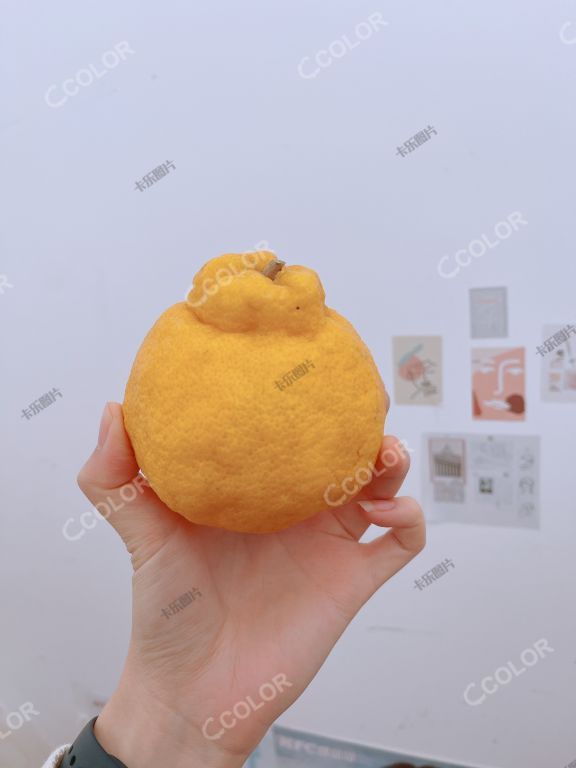 柠檬粑粑柑