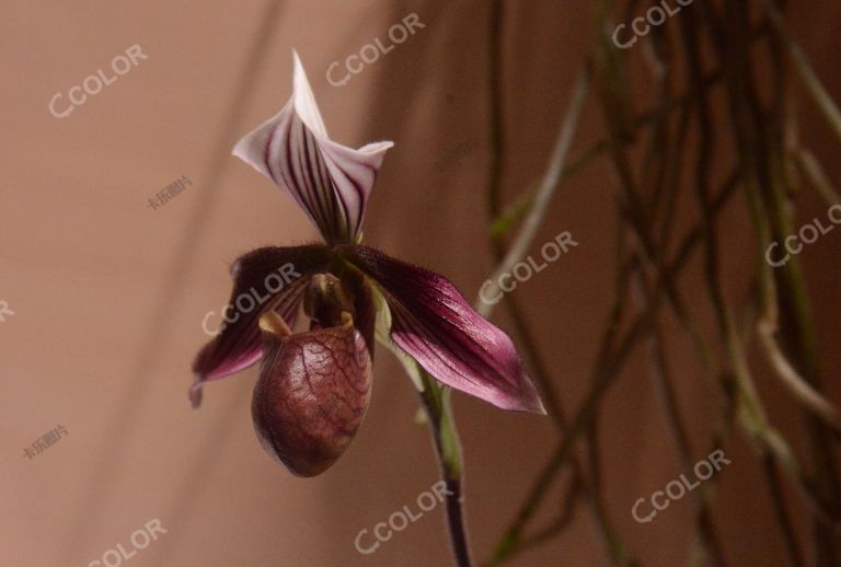 植物类：世界珍惜濒危植物，紫纹兜兰