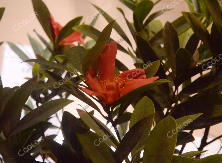 植物类：世界珍惜濒危植物，杜鹃红山茶