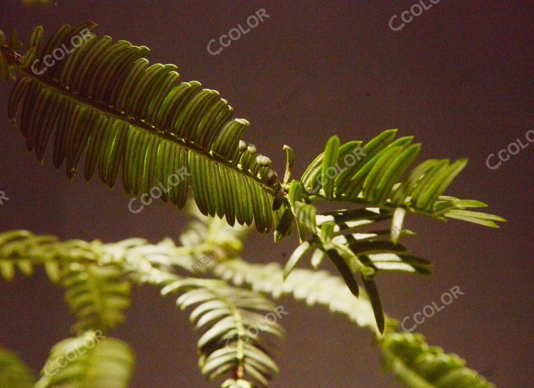 植物类：世界珍惜濒危植物，篦子三尖杉