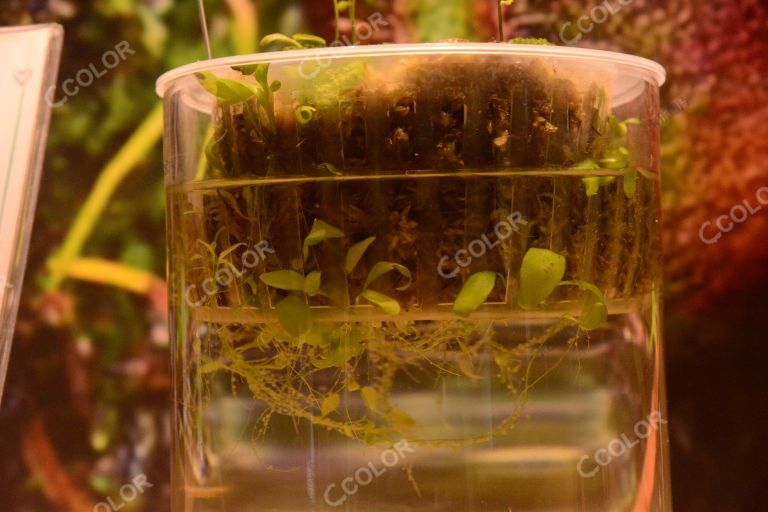植物类：世界珍惜濒危植物，双裂苞狸藻