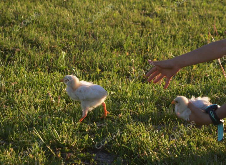 动物类：草坪上的宠物鸡雏