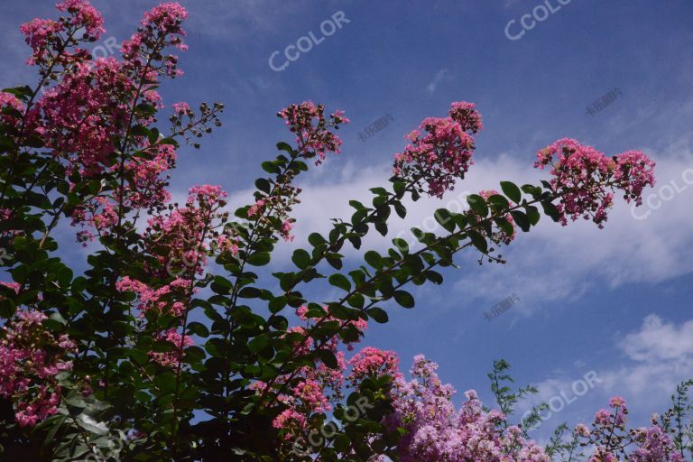 植物类：夏季花卉，紫槿
