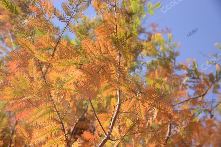 澄碧湖北岸的水杉，国家植物园秋季风光