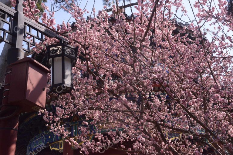 景山公园春季风光，周赏亭边的梅花