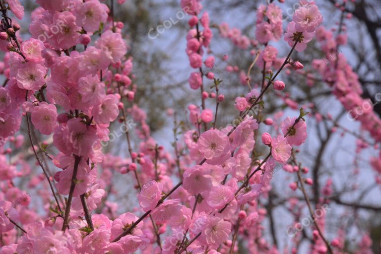 国家植物园春季风光，榆叶梅