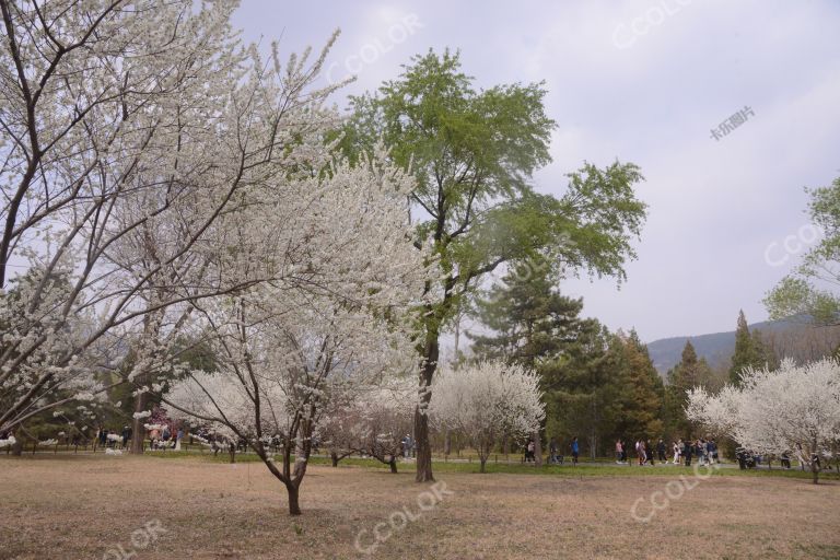清明节期间，国家植物园桃花节将持续到四月下旬
