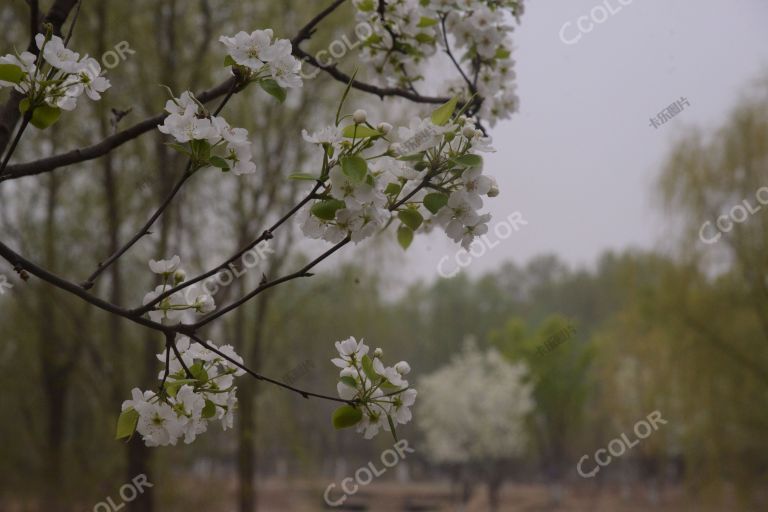 清明节海棠花，城市副中心绿心森林公园