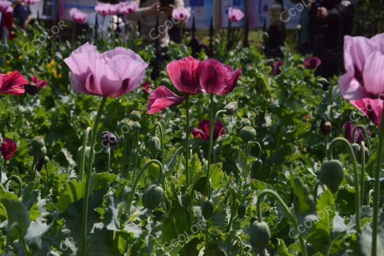 阳光下的罂粟花，国家植物园活体罂粟及禁毒展