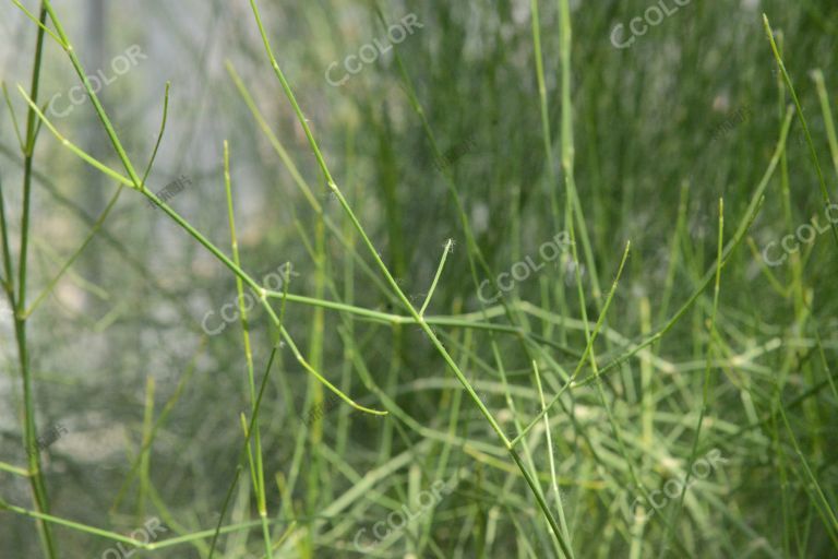麻黄草，含易制毒化学药品的中草药