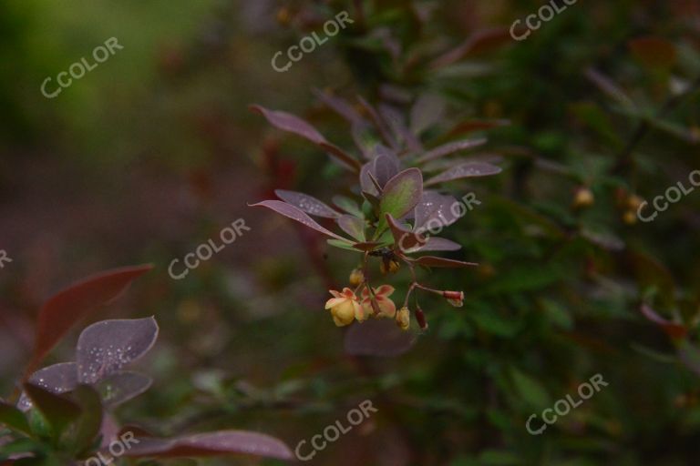 药用观赏植物紫叶小檗（可提取黄连素），国家植物园