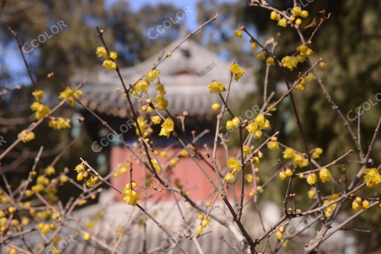 卧佛寺蜡梅（腊梅），国家植物园