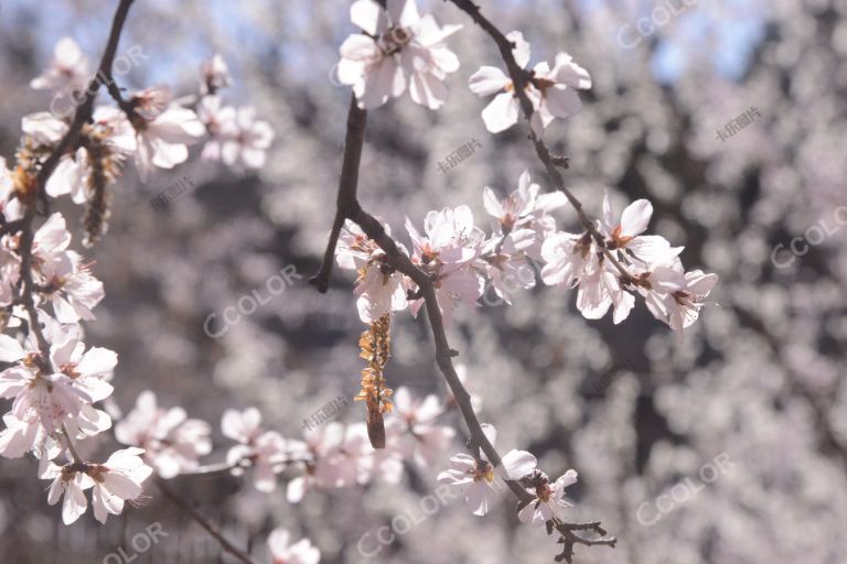 春季杨絮花粉过敏，山桃花树上的杨絮