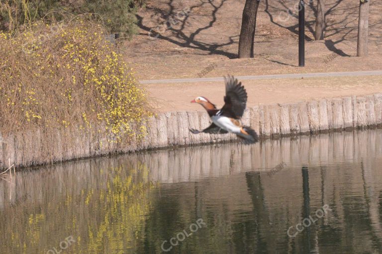 国家植物园春季风光（早春），水禽鸳鸯