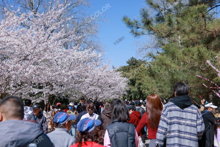 人山人海的游客来看玉渊潭的樱花