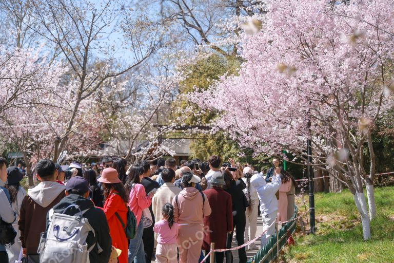 人山人海的游客来看玉渊潭的樱花