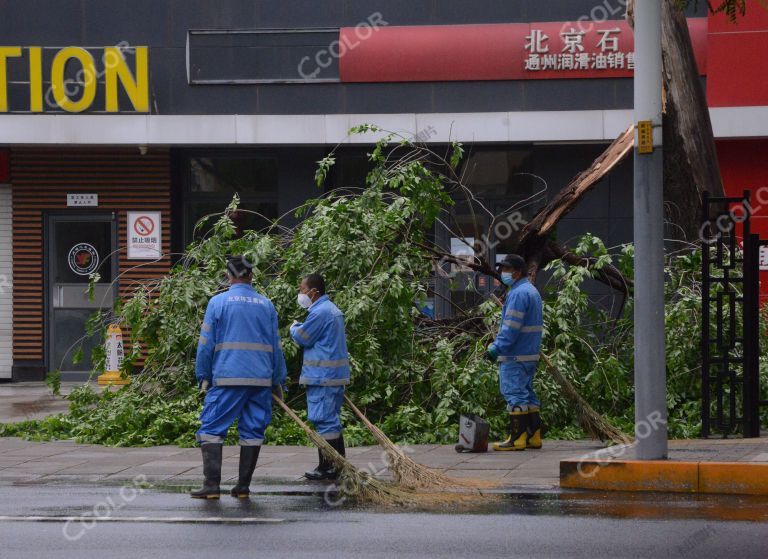 汛期安全，暴雨后被大风吹折的树木