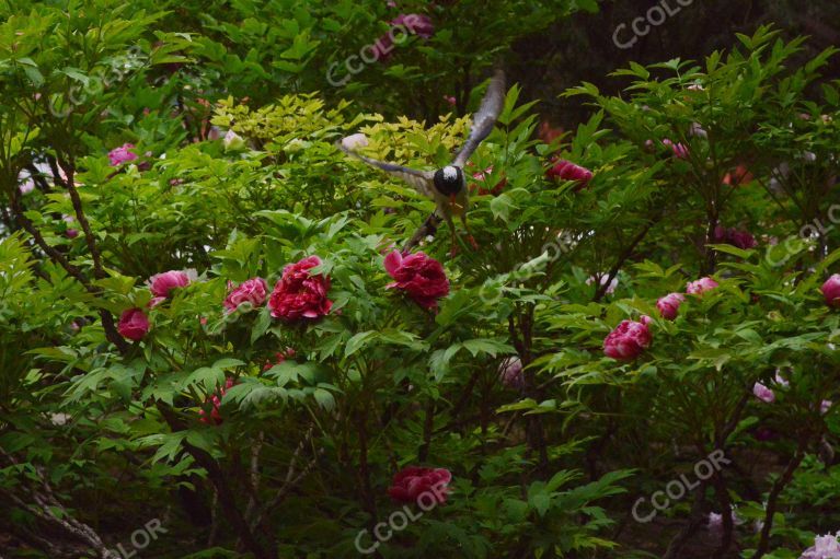 野生动物椋鸟和春季花卉牡丹